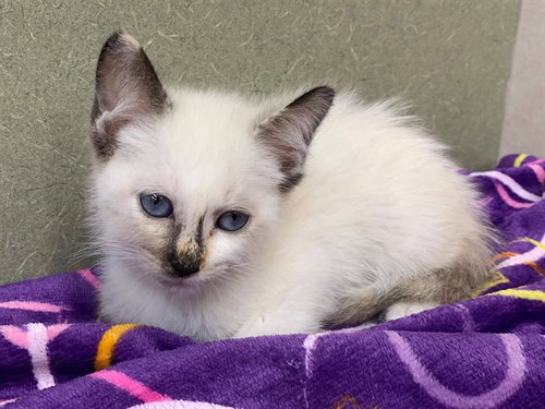 BLOSSOM, Baby Domestic Short Hair / Mixed (medium coat), cat for adoption in Carlsbad, California