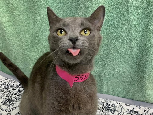 AGATHA, Adult Domestic Short Hair (medium coat), cat for adoption in Oceanside, California