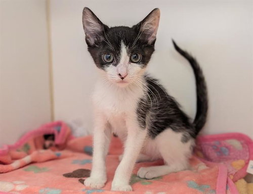 A551228, Baby Domestic Short Hair / Mixed (medium coat), cat for adoption in La Quinta, California