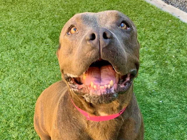 Unknown - Pit Bull Terrier