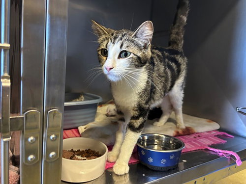 A551781, Young Domestic Short Hair (medium coat), cat for adoption in Lake Elsinore, California