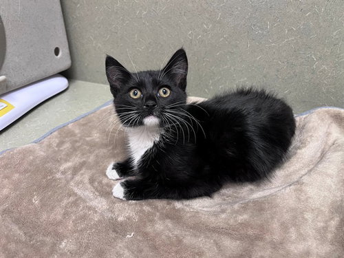 A551810, Baby Domestic Short Hair (medium coat), cat for adoption in Lake Elsinore, California