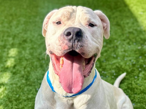 picture of the dog needing adoption