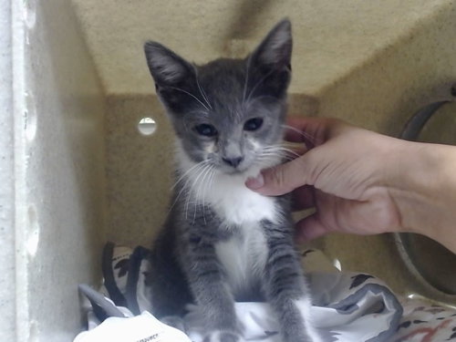 A551888, Baby Domestic Short Hair / Mixed (medium coat), cat for adoption in Lake Elsinore, California