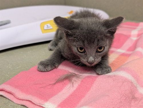 A551678, Baby Domestic Short Hair (medium coat), cat for adoption in Lake Elsinore, California