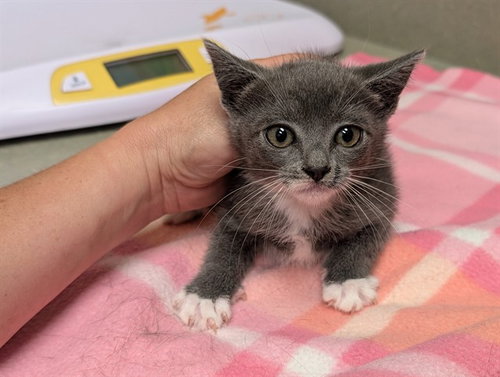 A551679, Baby Domestic Short Hair (medium coat), cat for adoption in Lake Elsinore, California