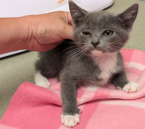 A551680, Baby Domestic Short Hair (medium coat), cat for adoption in Lake Elsinore, California