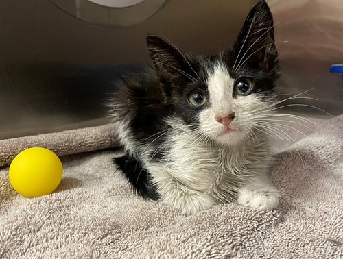 TODD, Baby Domestic Short Hair (medium coat), cat for adoption in La Quinta, California