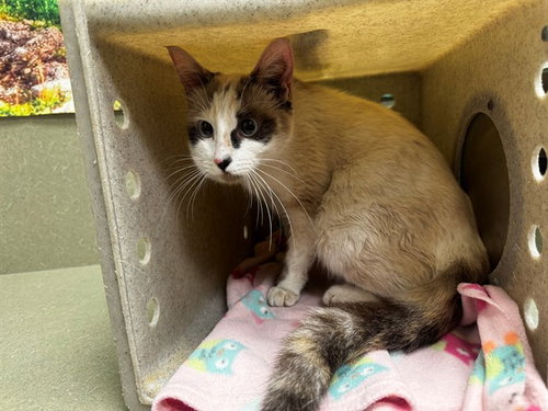 A551924, Adult Domestic Short Hair (medium coat), cat for adoption in La Quinta, California