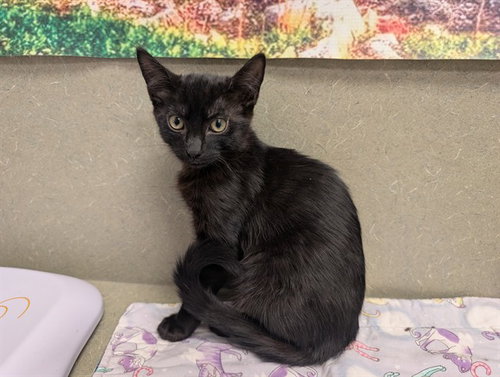 A551933, Baby Domestic Short Hair (medium coat), cat for adoption in La Quinta, California