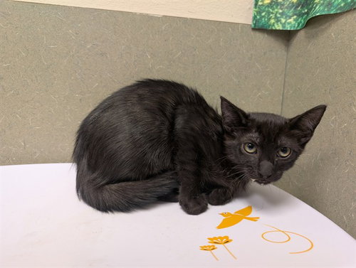 A551934, Baby Domestic Short Hair (medium coat), cat for adoption in La Quinta, California