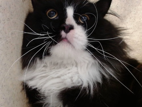 A551979, Adult Domestic Long Hair / Mixed (medium coat), cat for adoption in La Quinta, California