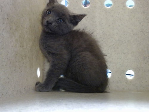 A551988, Baby Domestic Short Hair (medium coat), cat for adoption in La Quinta, California
