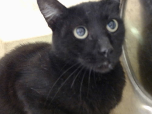 A551998, Adult Domestic Short Hair / Mixed (medium coat), cat for adoption in La Quinta, California
