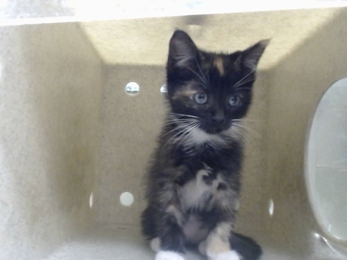 ELWOOD, Baby Domestic Short Hair / Mixed (medium coat), cat for adoption in Highland, California