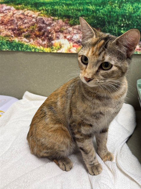 A551535, Adult Domestic Short Hair / Mixed (medium coat), cat for adoption in La Quinta, California