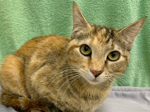 KATHY, Adult Domestic Short Hair / Mixed (medium coat), cat for adoption in Oceanside, California