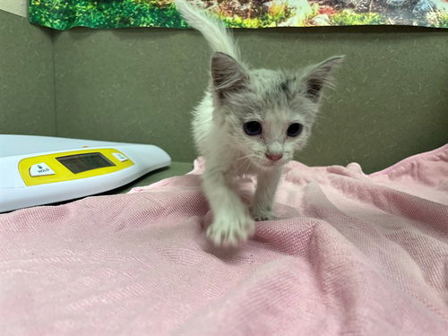 A552168, Baby Domestic Short Hair (medium coat), cat for adoption in La Quinta, California
