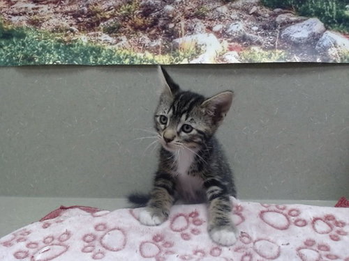 A551963, Baby Domestic Short Hair / Mixed (medium coat), cat for adoption in Oceanside, California