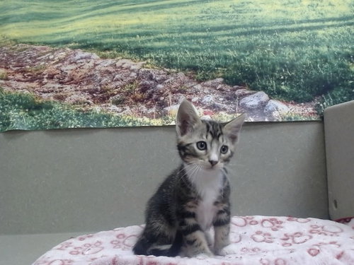 A551964, Baby Domestic Short Hair / Mixed (medium coat), cat for adoption in Oceanside, California