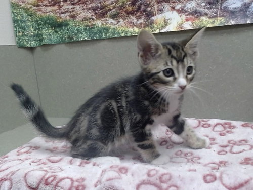 A551965, Baby Domestic Short Hair / Mixed (medium coat), cat for adoption in Oceanside, California