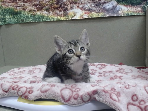 A551966, Baby Domestic Short Hair / Mixed (medium coat), cat for adoption in Oceanside, California