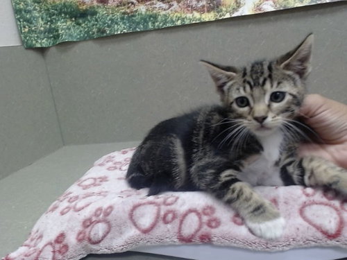 A551967, Baby Domestic Short Hair / Mixed (medium coat), cat for adoption in Oceanside, California