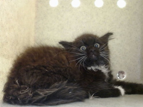A551751, Baby Domestic Medium Hair (medium coat), cat for adoption in Perris, California