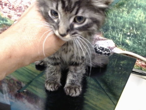 A552128, an adoptable Domestic Long Hair in Moreno Valley, CA