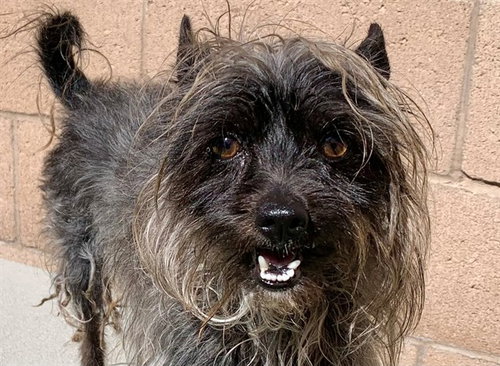 CROMWELL, an adoptable Terrier in Moreno Valley, CA