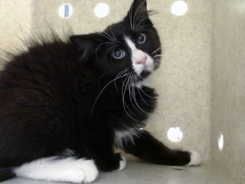 A552209, an adoptable Domestic Medium Hair in Moreno Valley, CA