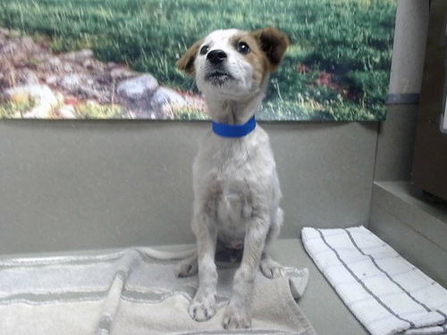A552203, an adoptable Australian Cattle Dog in Moreno Valley, CA