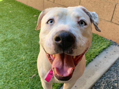 picture of the dog needing adoption