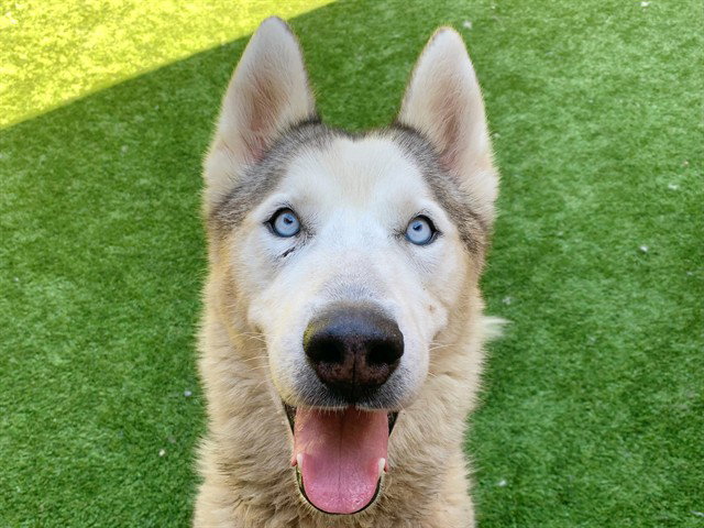 TUNDRA