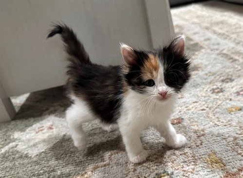 Cinnamon