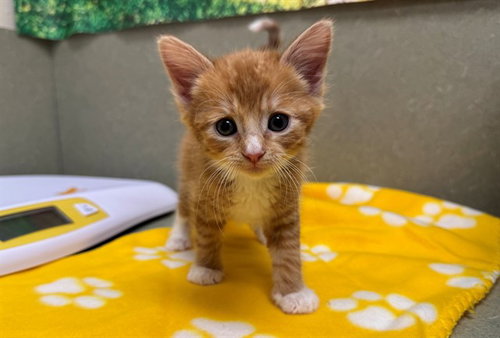 Ginger