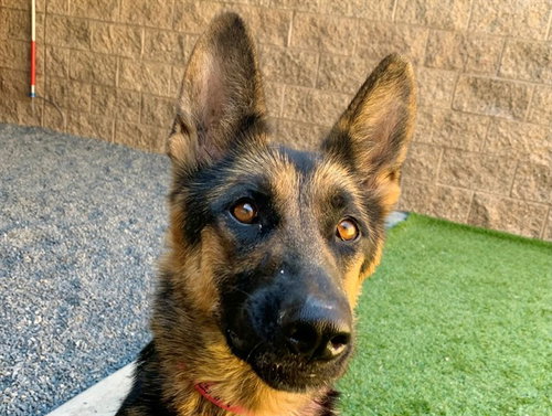 picture of the dog needing adoption