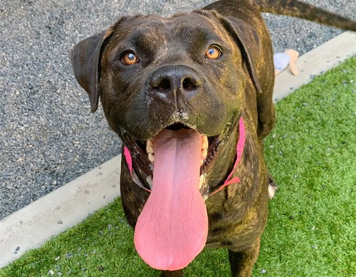 picture of the dog needing adoption