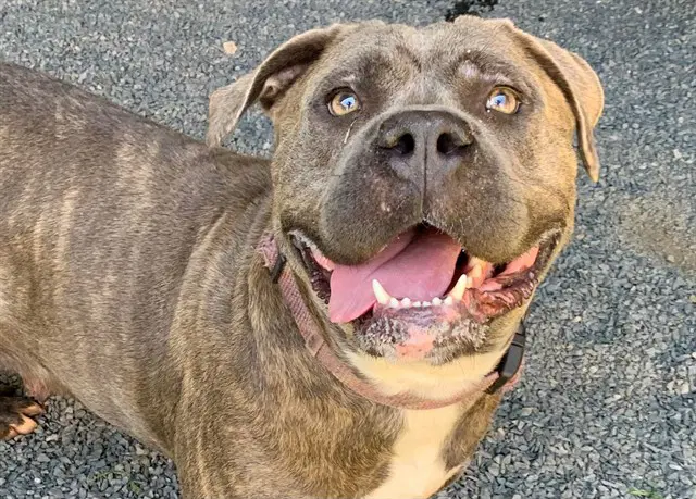 Unknown - Cane Corso Mastiff