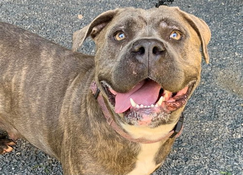 picture of the dog needing adoption