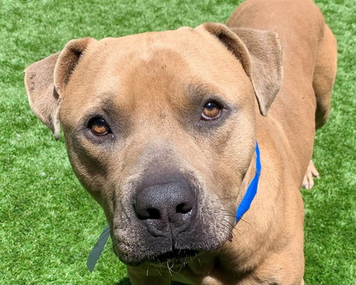 picture of the dog needing adoption