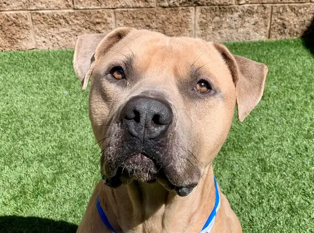 Sly - Pit Bull Terrier