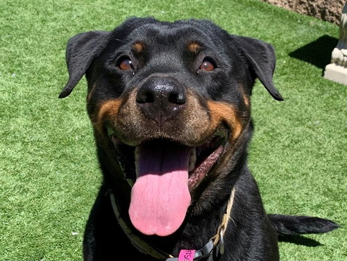 picture of the dog needing adoption