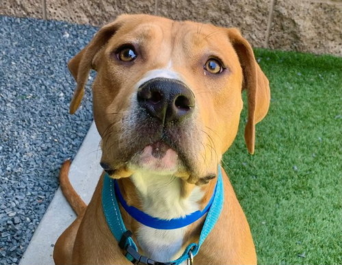 picture of the dog needing adoption