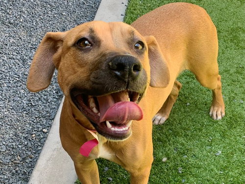 picture of the dog needing adoption