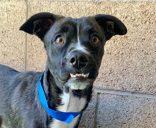 picture of the dog needing adoption