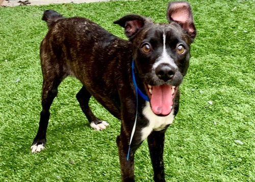 picture of the dog needing adoption