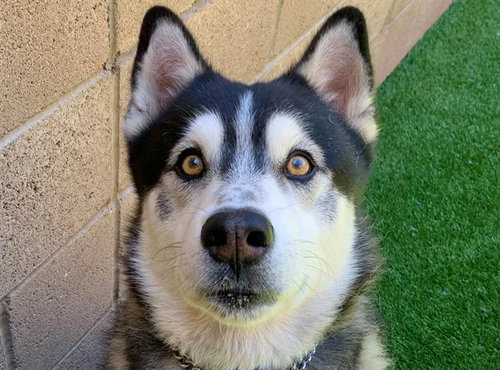 picture of the dog needing adoption