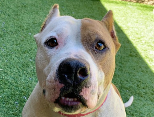 picture of the dog needing adoption
