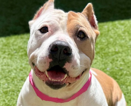 POPPI, a dog for adoption from Moreno Valley Animal Shelter